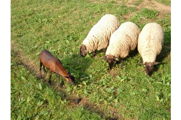 Pension de famille Jiřín 17